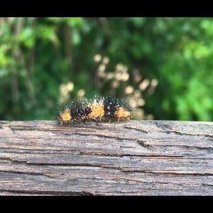 Meet your Posher, Joy